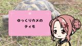 ゆっくりカメのティモ