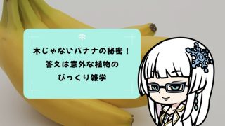 木じゃないバナナの秘密！答えは意外な植物のびっくり雑学