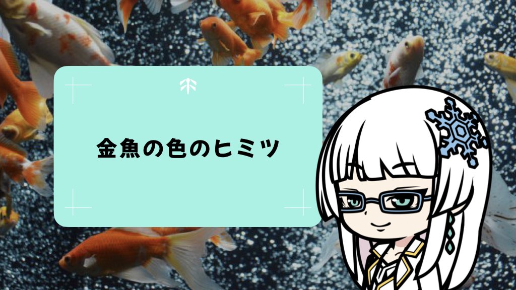 【なぜ？】金魚の色が変わる不思議、数ヶ月で違う色になる驚きのヒミツ
