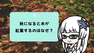 秋になると木が色づくのはなぜ？紅葉の仕組みをわかりやすく説明！